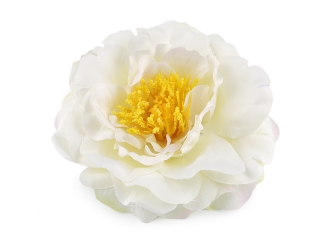 Květ čajová růže bílá 10 cm